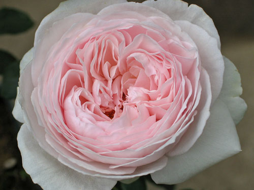 ジェフ・ハミルトン|バラの記憶 - 私の薔薇図鑑