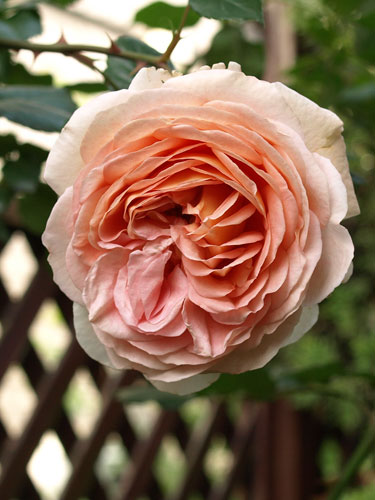 Abraham Darby